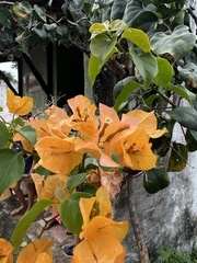 Bougainvillea