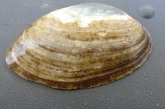 Venustaconcha ellipsiformis