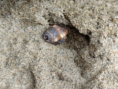 Coenobita compressus