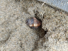 Coenobita compressus