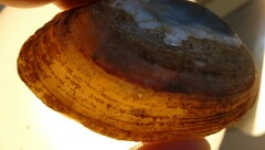 Venustaconcha ellipsiformis