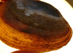 Venustaconcha ellipsiformis