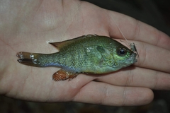 Lepomis aquilensis
