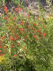 Anisacanthus quadrifidus