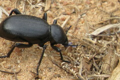 Eleodes grandicollis