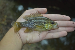 Lepomis gulosus