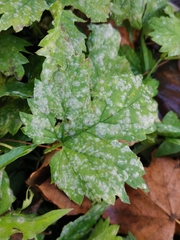 Podosphaera macularis