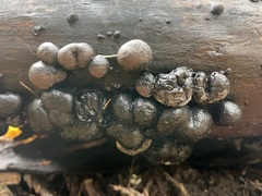 Daldinia childiae