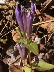 Gentianella quinquefolia