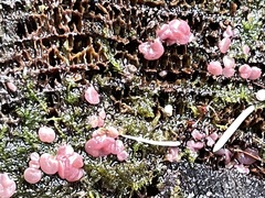 Ascocoryne sarcoides