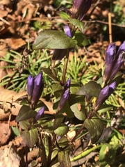 Gentianella quinquefolia