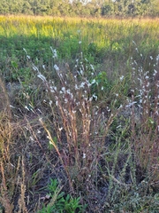 Andropogon capillipes