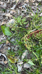 Cyclospermum leptophyllum