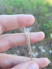 Andropogon capillipes