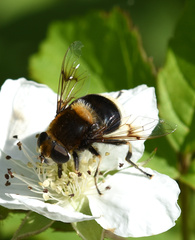 Eristalis intricaria