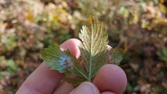 Phragmidium potentillae