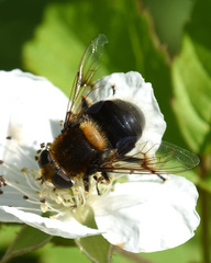 Eristalis intricaria