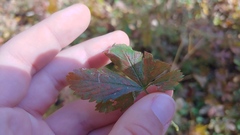 Phragmidium potentillae