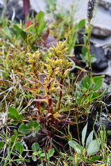 Pedicularis sudetica