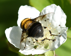 Eristalis intricaria
