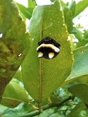 Poecilopachys australasia