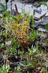 Pedicularis sudetica
