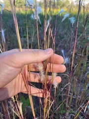Andropogon capillipes
