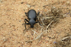 Eleodes grandicollis