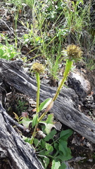Verbesina tetraptera