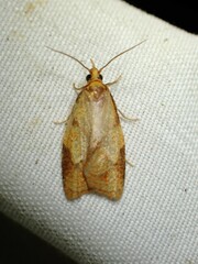 Cenopis reticulatana