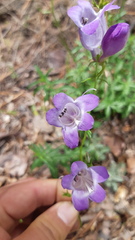 Penstemon campanulatus