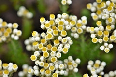 Helichrysum teretifolium