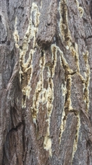 Serpulaceae