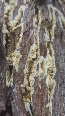 Serpulaceae