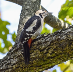 Dendrocopos syriacus