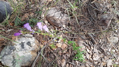 Penstemon campanulatus