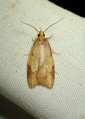 Cenopis reticulatana