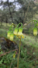 Roldana sessilifolia