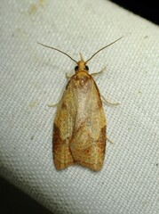 Cenopis reticulatana