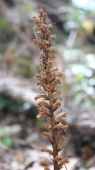 Orobanche hederae