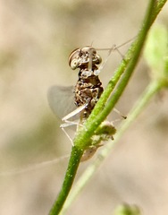 Callibaetis