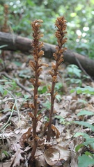 Orobanche hederae