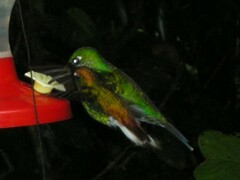 Microchera cupreiceps