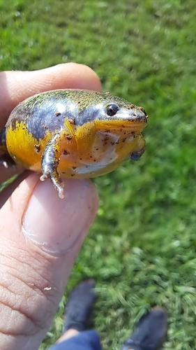 Two-colored Oval Frog, Elachistocleis bicolor