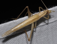 Oecanthus dulcisonans
