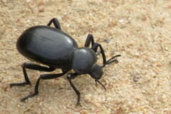 Eleodes grandicollis