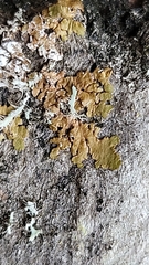 Melanelixia subaurifera