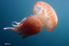 Catostylus tagi