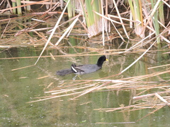 Fulica rufifrons