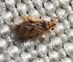 Thaumastocoris peregrinus